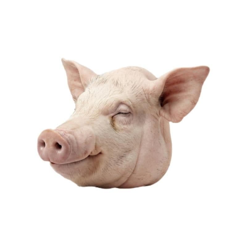 Cabeza de cerdo 7 a 10 lb